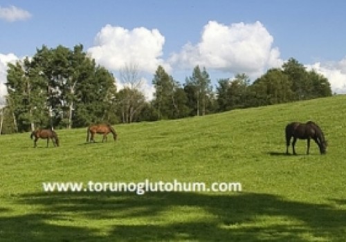 At Hara Tohumu - At Hara Mera Karışımı